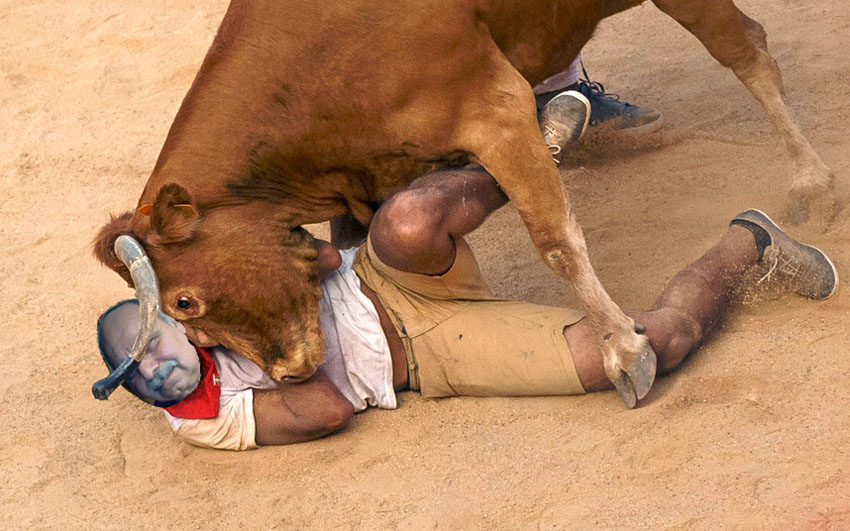 Tom runs with the bulls